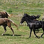 Rocky_ Mountain_ Horse_ 3(59)